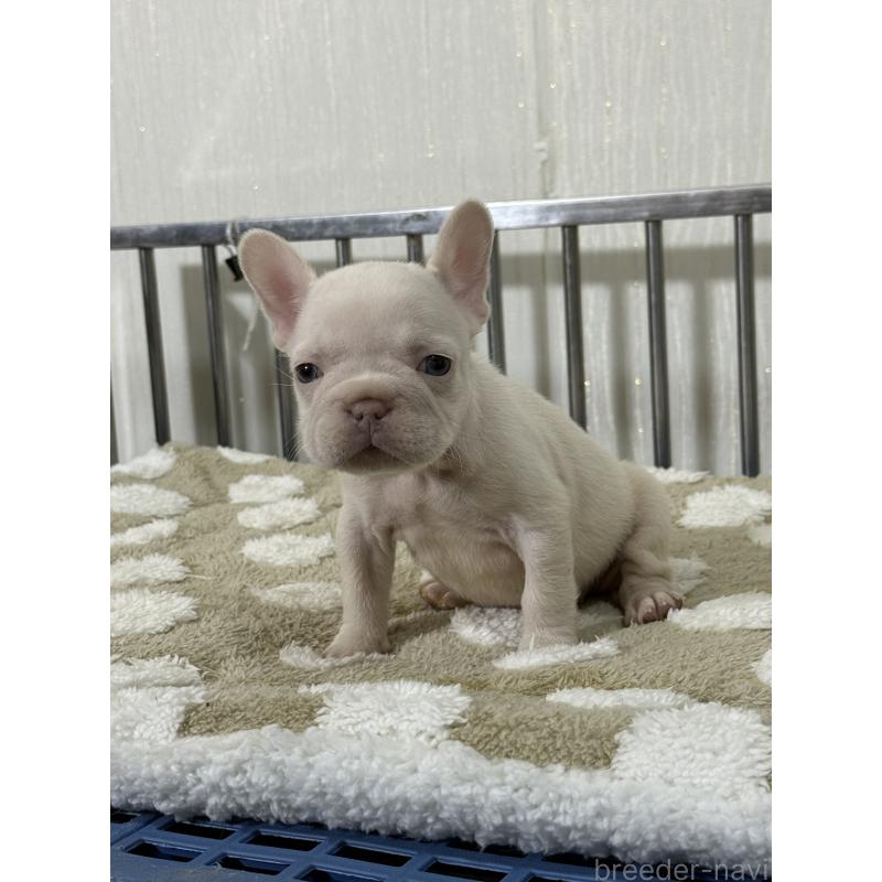 販売中の茨城県のフレンチブルドッグ-432920の2枚目