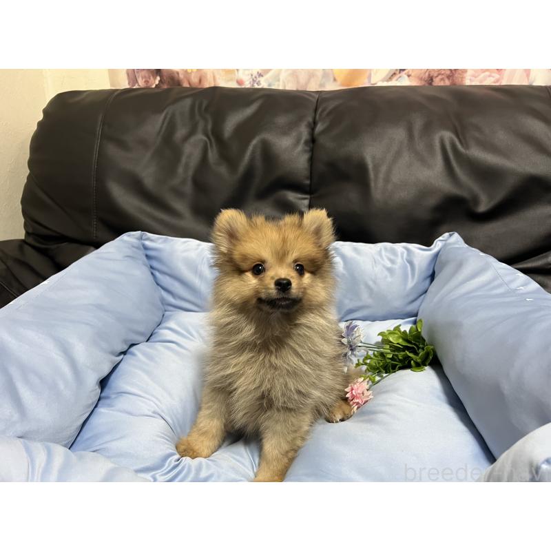 販売中の栃木県のポメラニアン-427146の3枚目