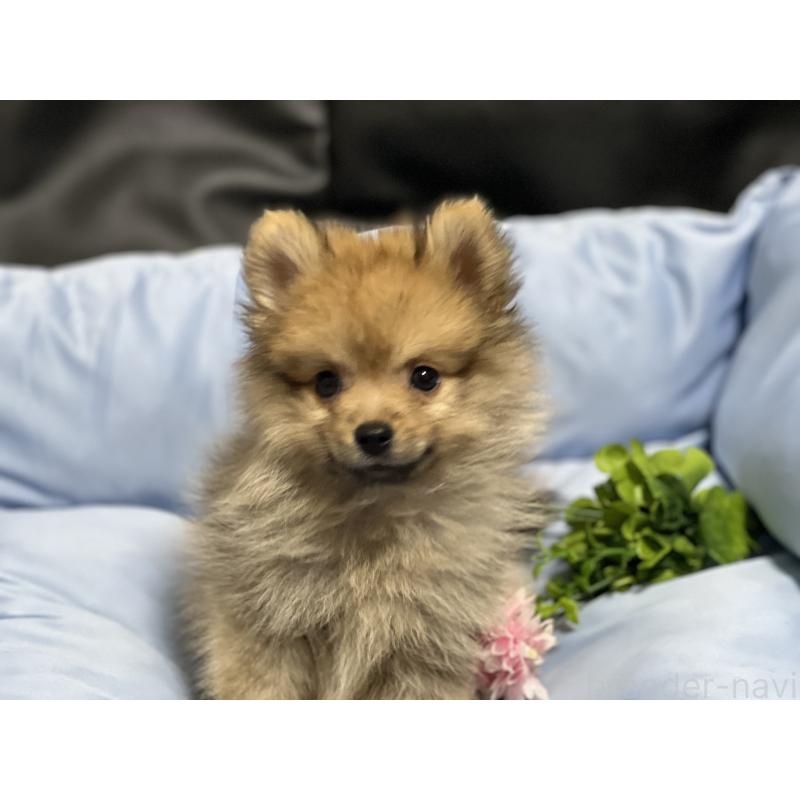 販売中の栃木県のポメラニアン-427146の2枚目