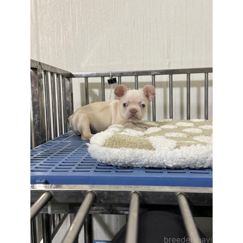 販売中の茨城県のフレンチブルドッグ-432921の5枚目