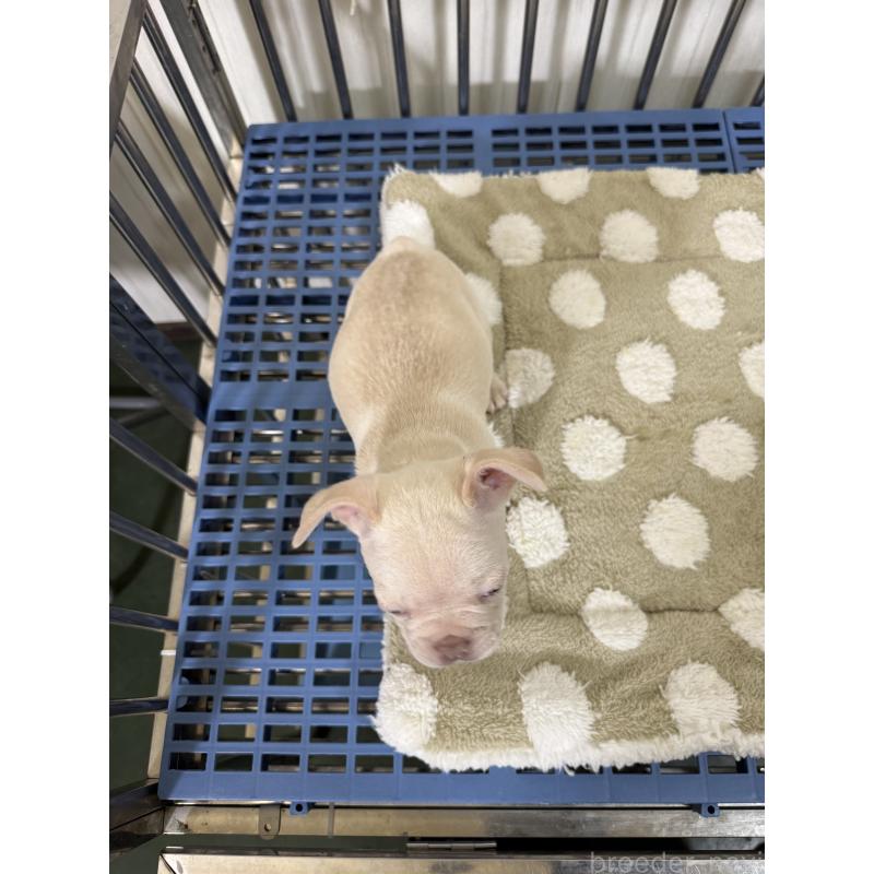 販売中の茨城県のフレンチブルドッグ-432921の4枚目