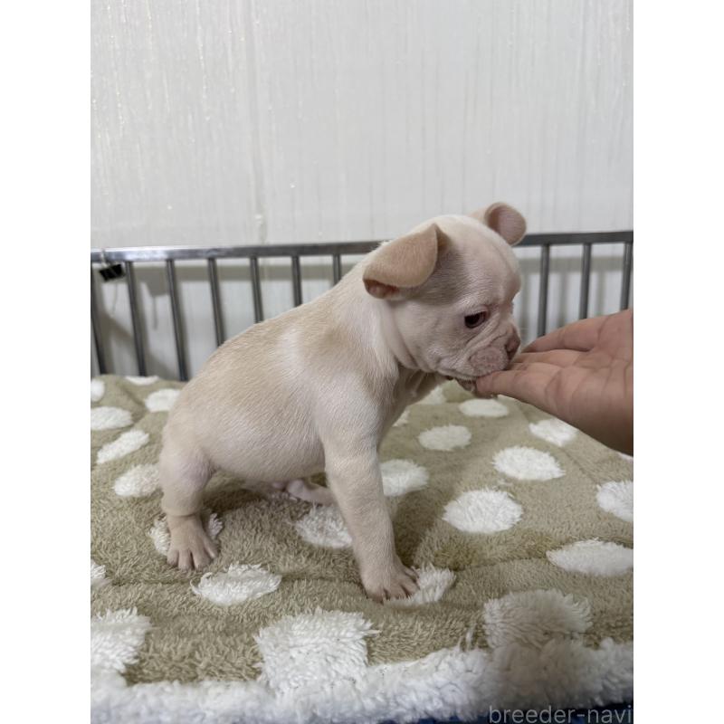 販売中の茨城県のフレンチブルドッグ-432921の3枚目