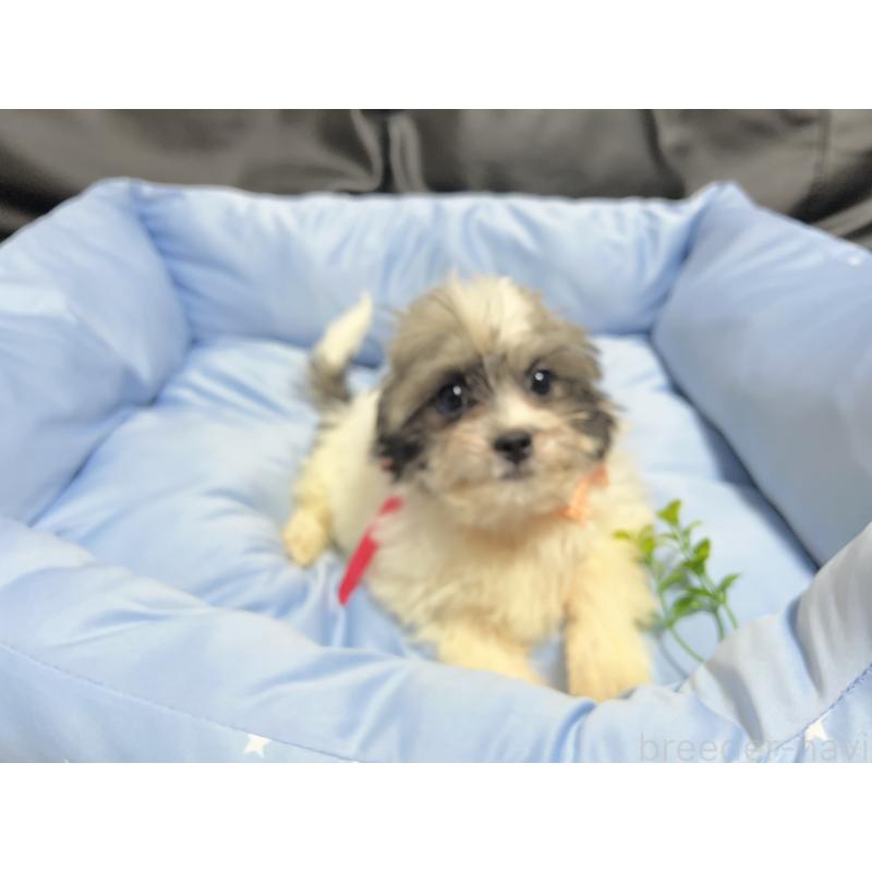 成約済の栃木県のミックス犬-430153の1枚目