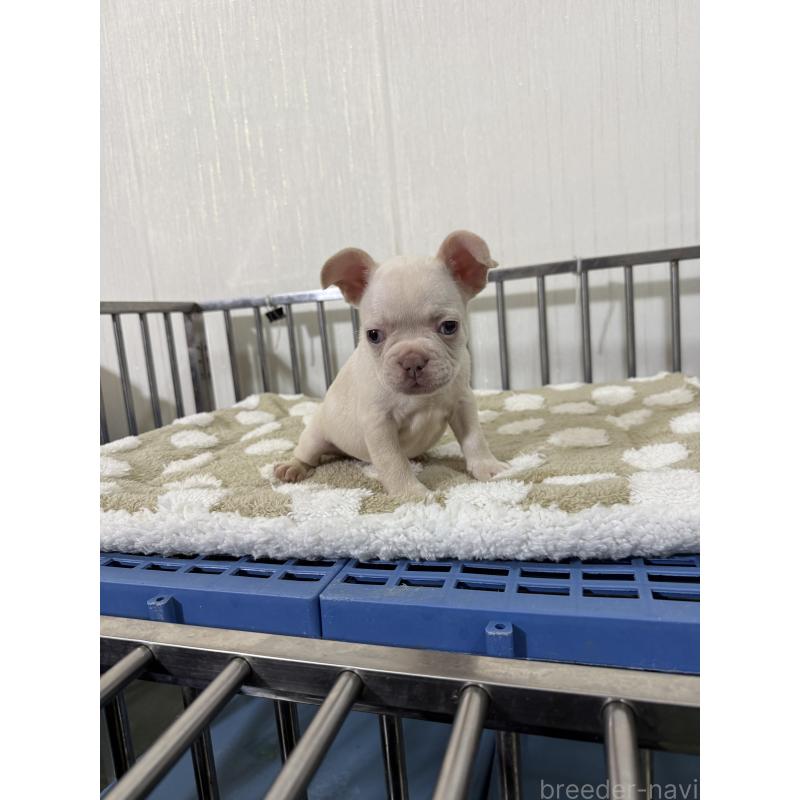 販売中の茨城県のフレンチブルドッグ-432921の2枚目