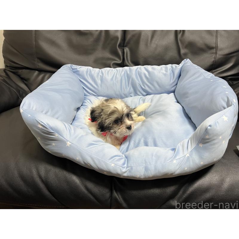 成約済の栃木県のミックス犬-430153の2枚目