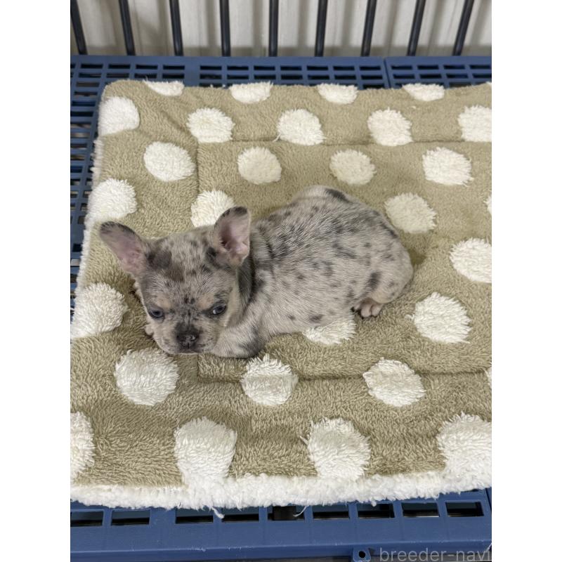 販売中の茨城県のフレンチブルドッグ-432922の5枚目