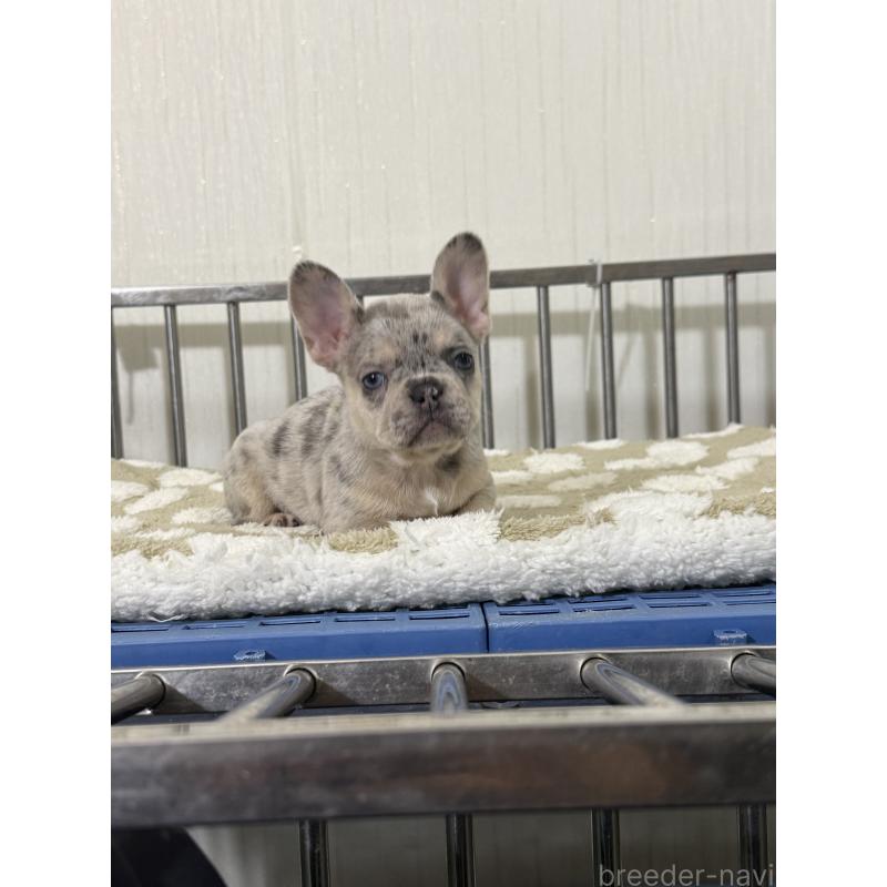 販売中の茨城県のフレンチブルドッグ-432922の4枚目