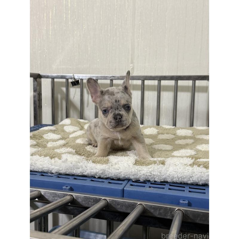 販売中の茨城県のフレンチブルドッグ-432922の3枚目