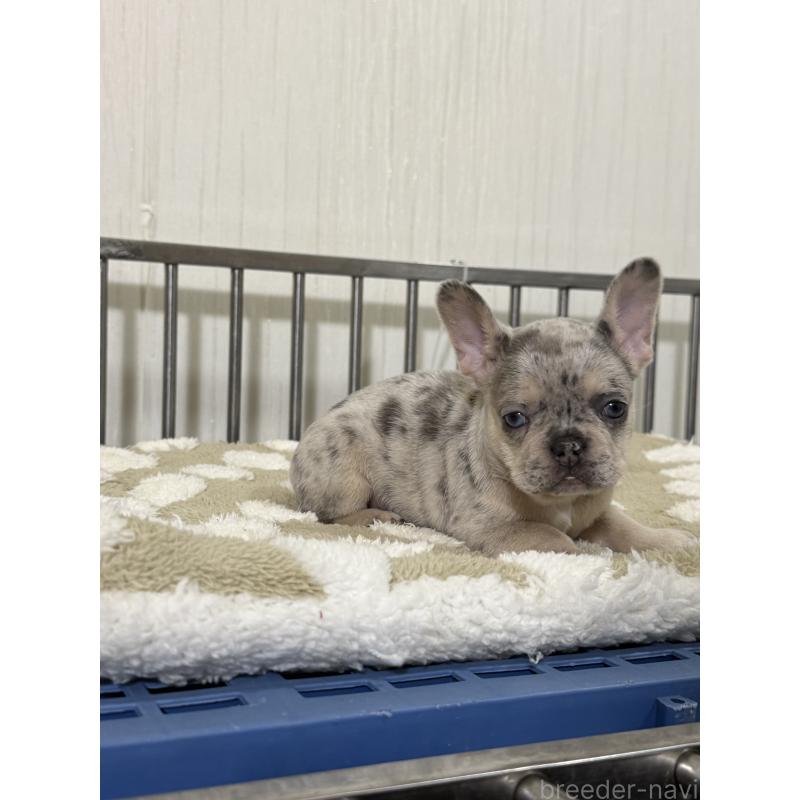 販売中の茨城県のフレンチブルドッグ-432922の2枚目