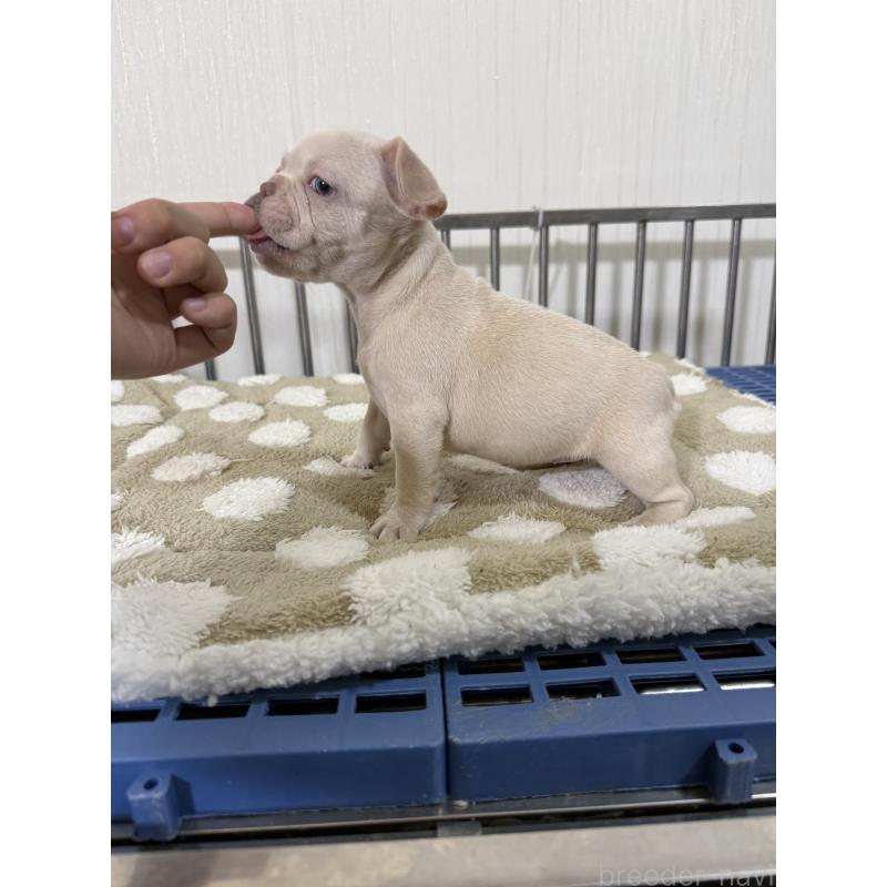 販売中の茨城県のフレンチブルドッグ-432924の5枚目