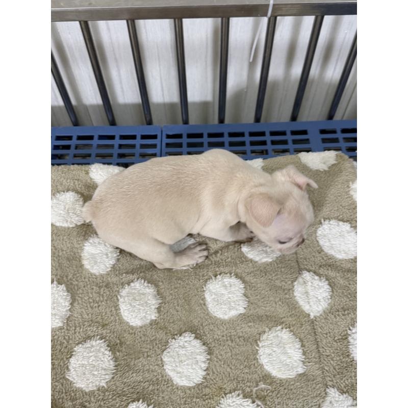 販売中の茨城県のフレンチブルドッグ-432924の4枚目