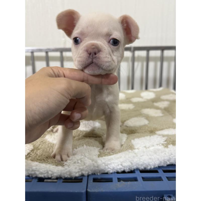 販売中の茨城県のフレンチブルドッグ-432924の3枚目