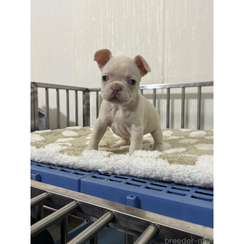 販売中の茨城県のフレンチブルドッグ-432924の2枚目