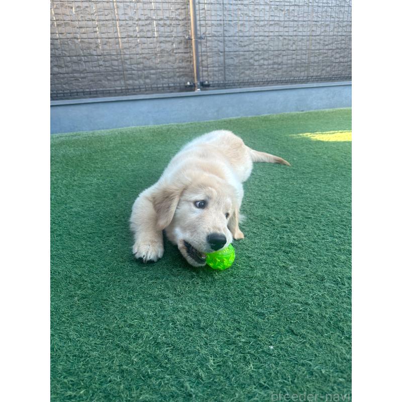 販売中の愛知県のゴールデンレトリーバー-432923の5枚目