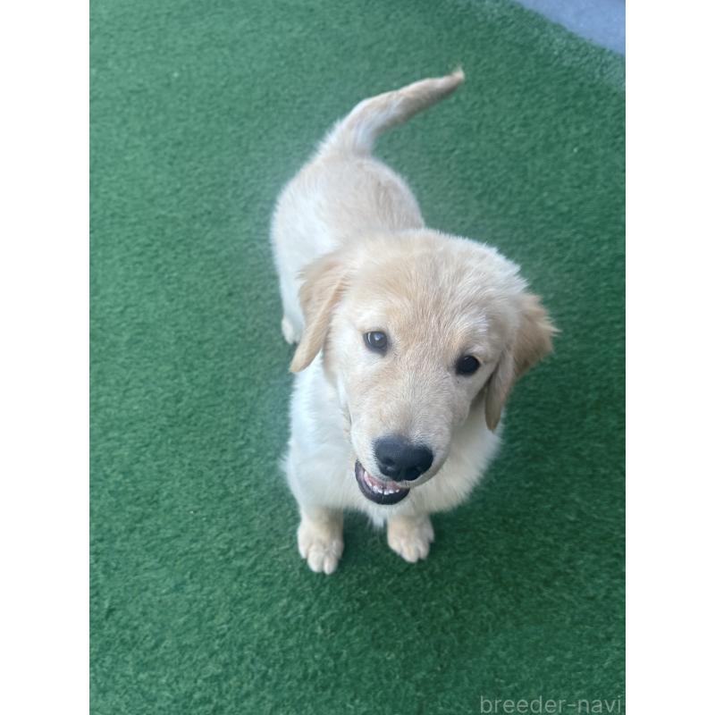 販売中の愛知県のゴールデンレトリーバー-432923の4枚目