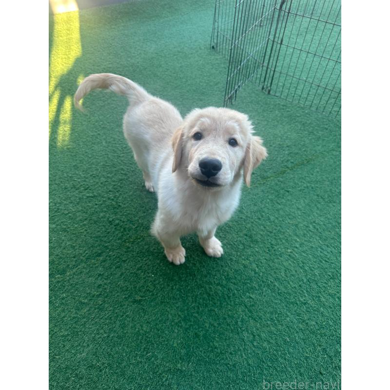 販売中の愛知県のゴールデンレトリーバー-432923の3枚目