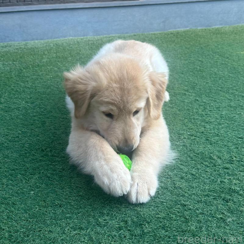 販売中の愛知県のゴールデンレトリーバー-432923の2枚目