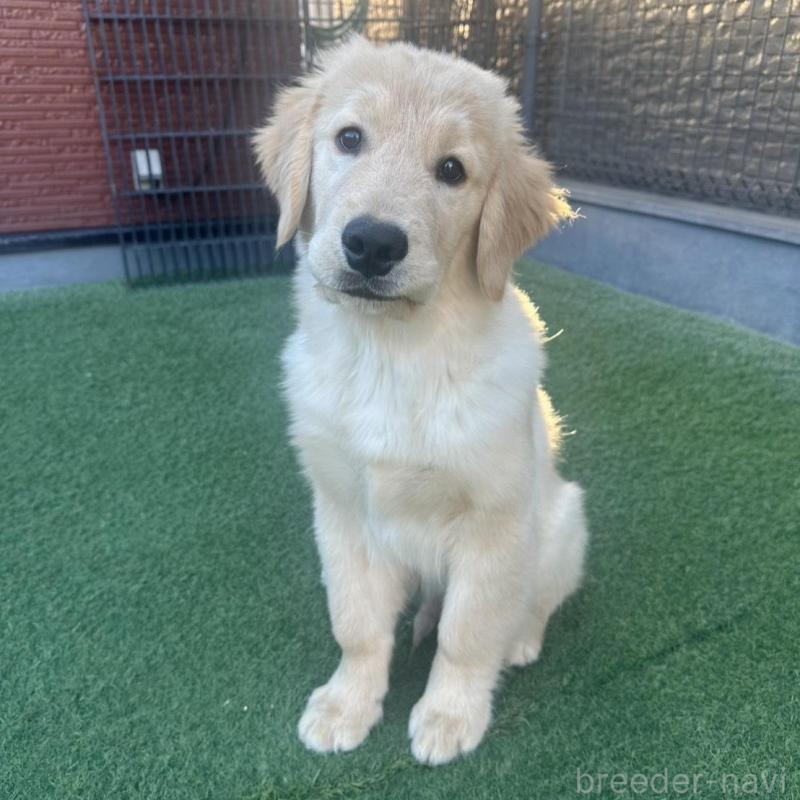 販売中の愛知県のゴールデンレトリーバー-432923