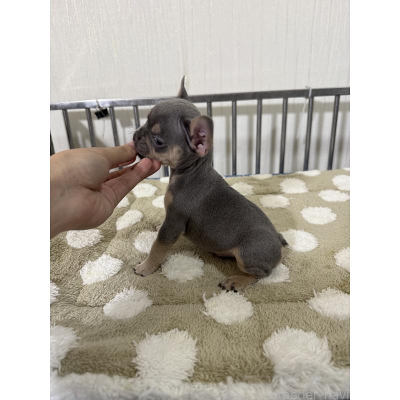 販売中の茨城県のフレンチブルドッグ-432925の5枚目