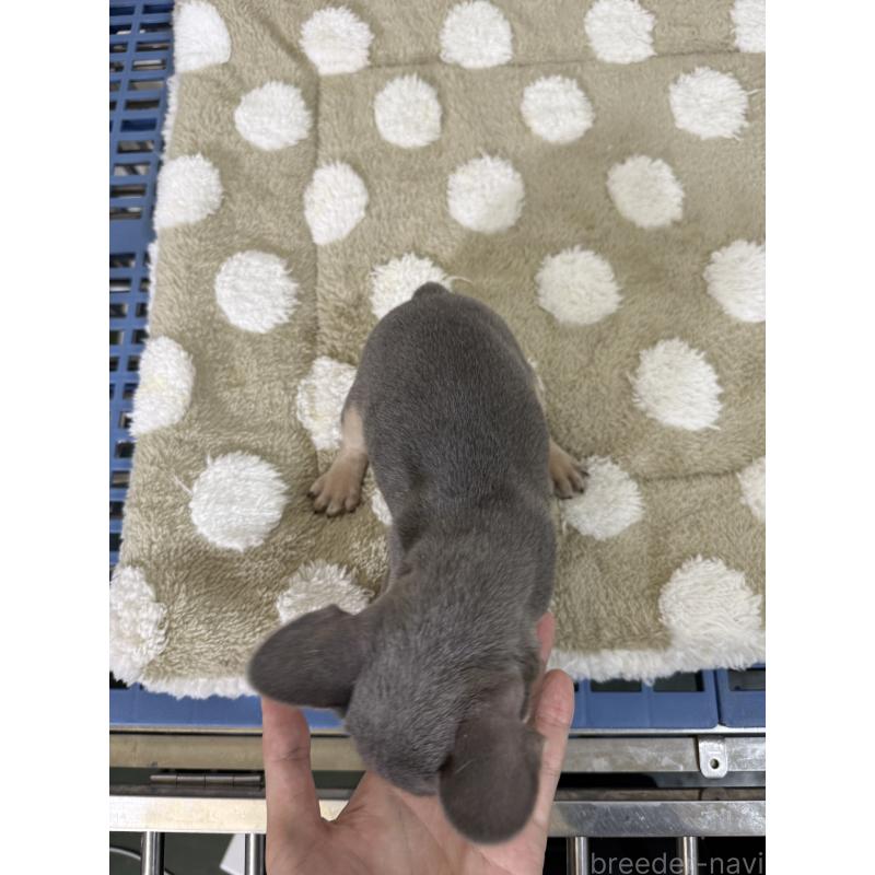 販売中の茨城県のフレンチブルドッグ-432925の4枚目