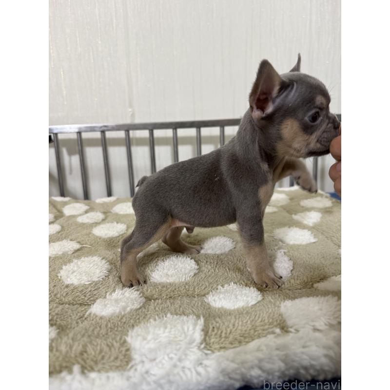 販売中の茨城県のフレンチブルドッグ-432925の3枚目