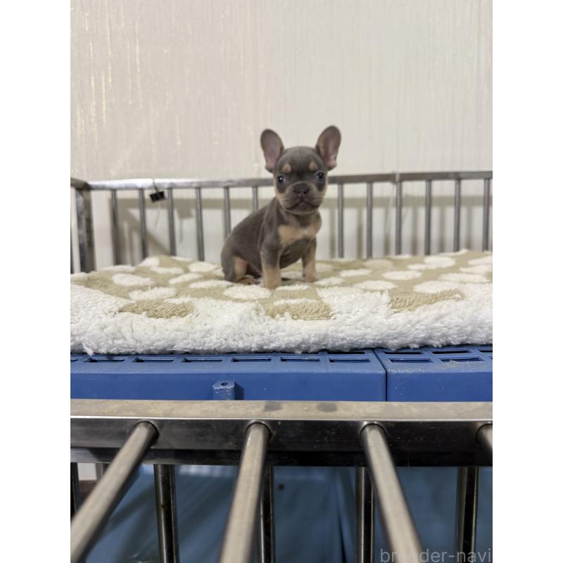 販売中の茨城県のフレンチブルドッグ-432925の2枚目