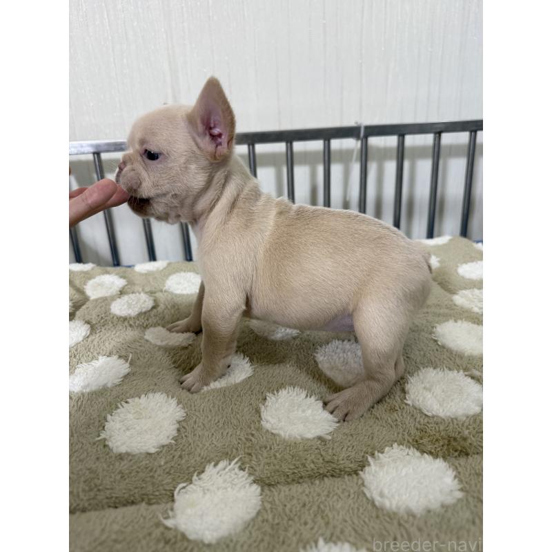 販売中の茨城県のフレンチブルドッグ-432926の5枚目