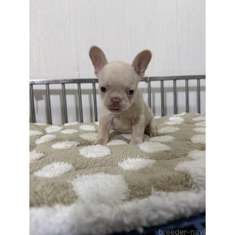 販売中の茨城県のフレンチブルドッグ-432926の4枚目