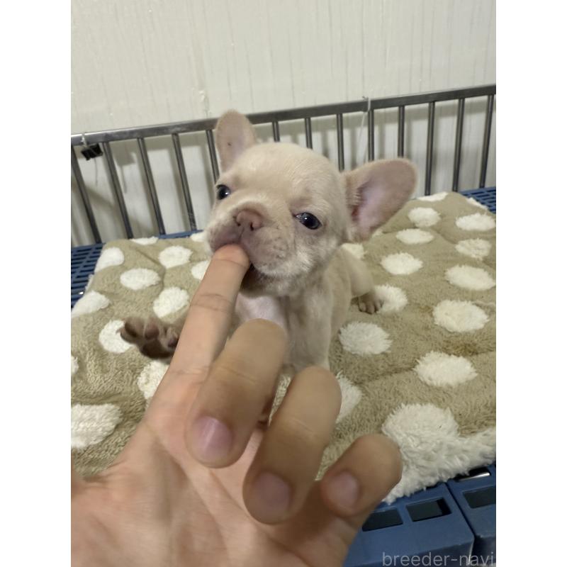 販売中の茨城県のフレンチブルドッグ-432926の3枚目