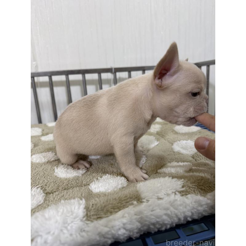 販売中の茨城県のフレンチブルドッグ-432926の2枚目