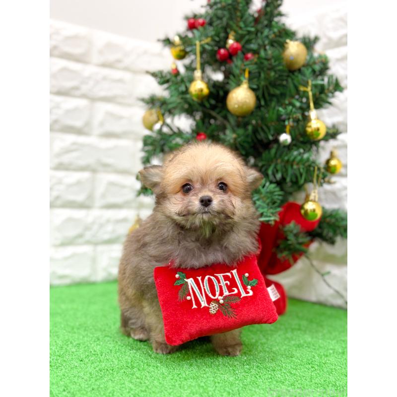 販売中の長崎県のミックス犬-432927の10枚目