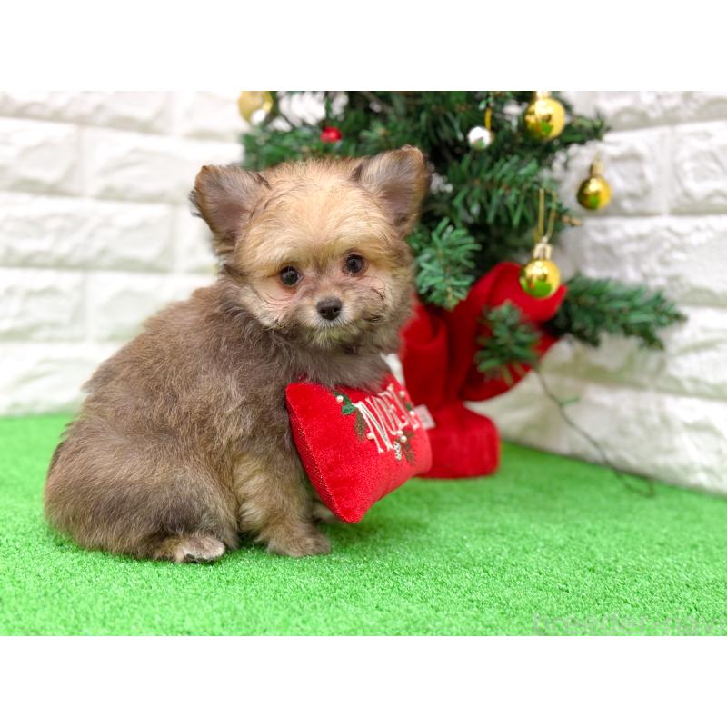 販売中の長崎県のミックス犬-432927の9枚目