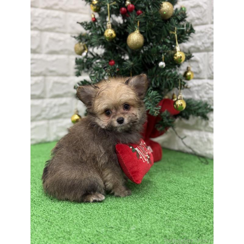 販売中の長崎県のミックス犬-432927の8枚目