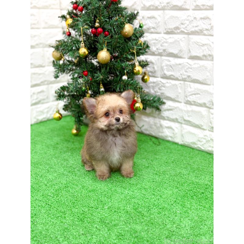 販売中の長崎県のミックス犬-432927の7枚目