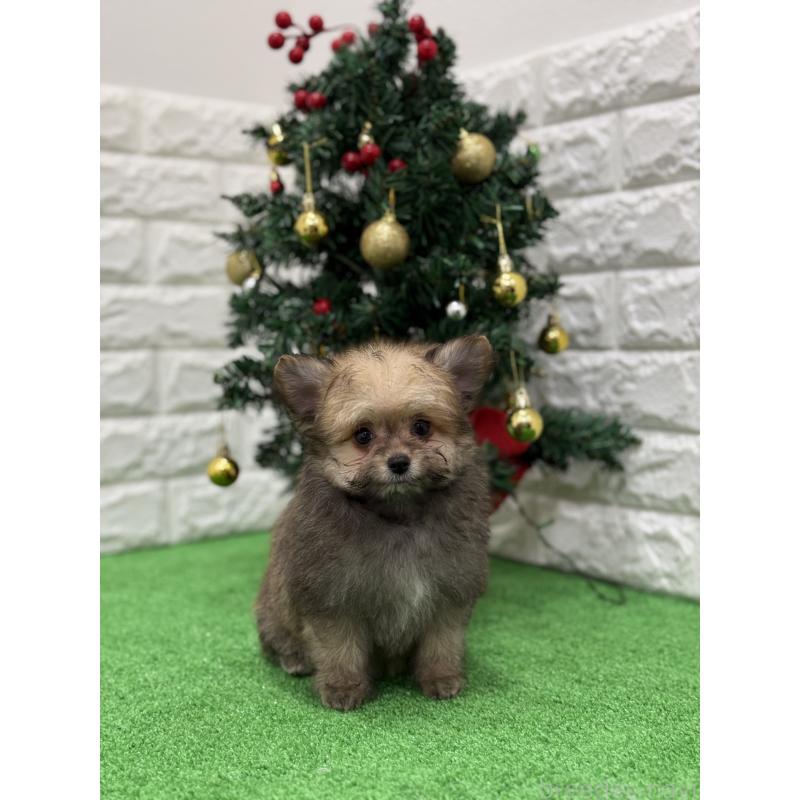 販売中の長崎県のミックス犬-432927の6枚目