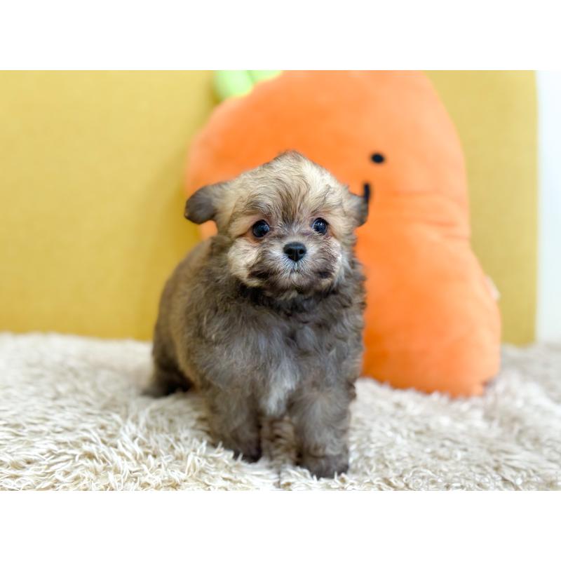 販売中の長崎県のミックス犬-432927の5枚目