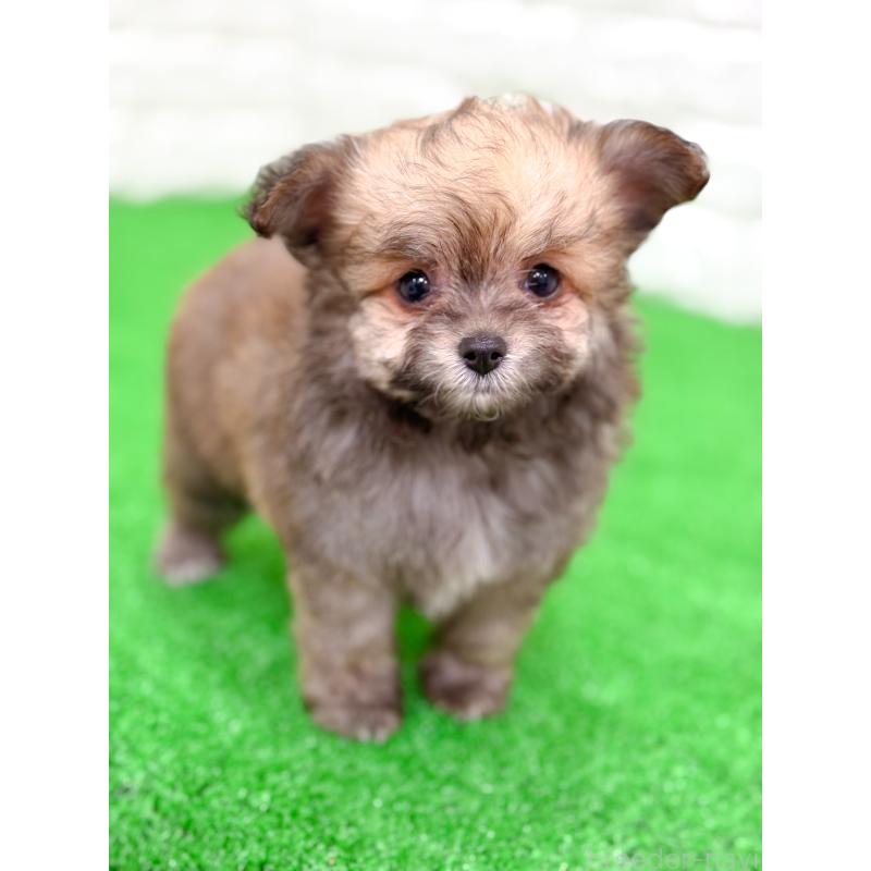 販売中の長崎県のミックス犬-432927の4枚目