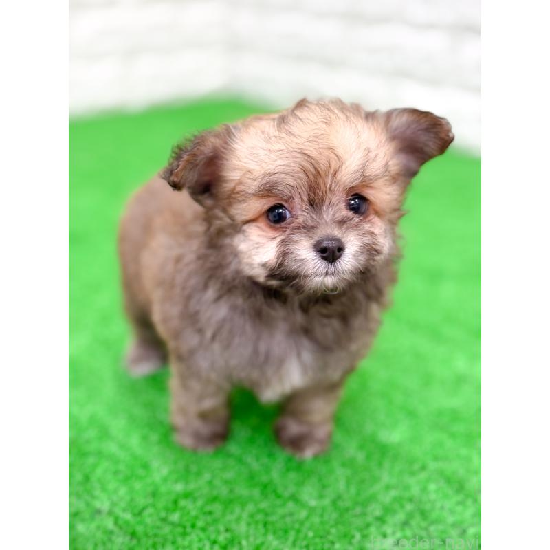 販売中の長崎県のミックス犬-432927の3枚目