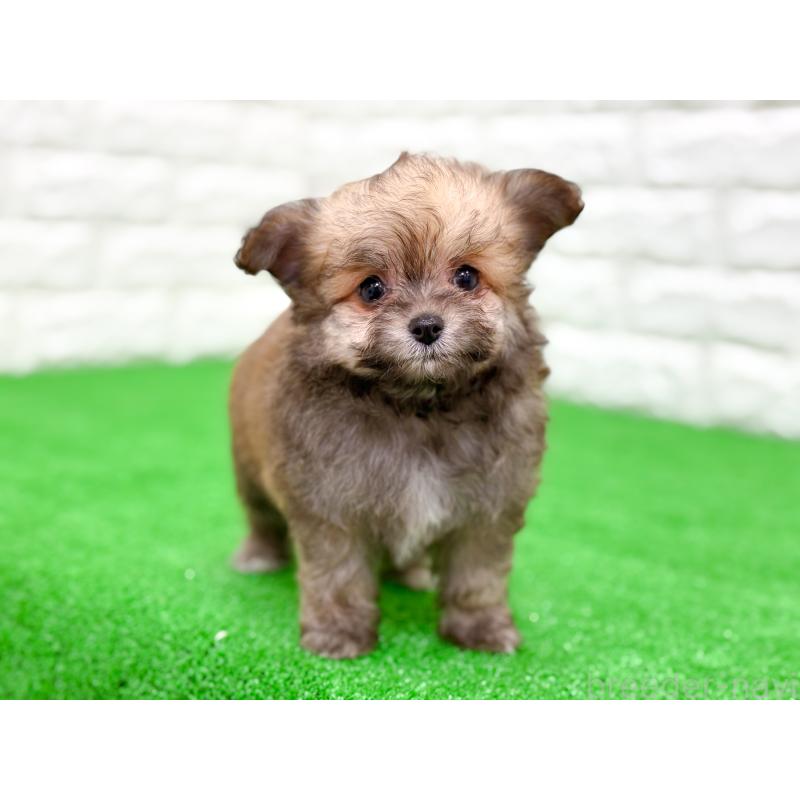 販売中の長崎県のミックス犬-432927の2枚目