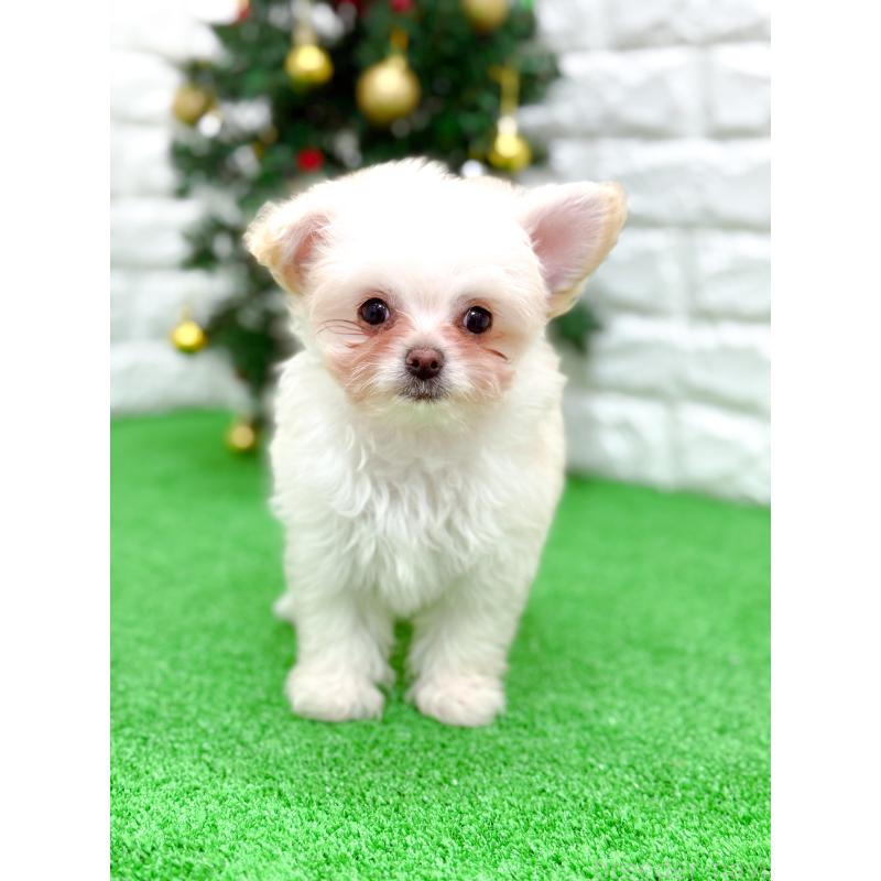 販売中の長崎県のミックス犬-432928の10枚目