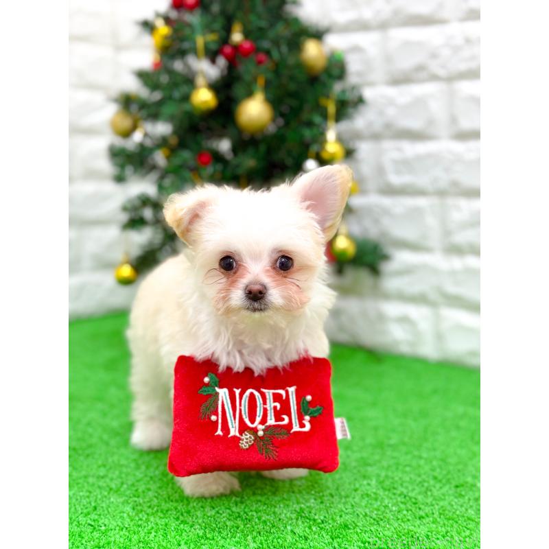 販売中の長崎県のミックス犬-432928の9枚目