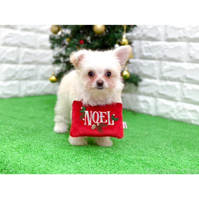 販売中の長崎県のミックス犬-432928の8枚目