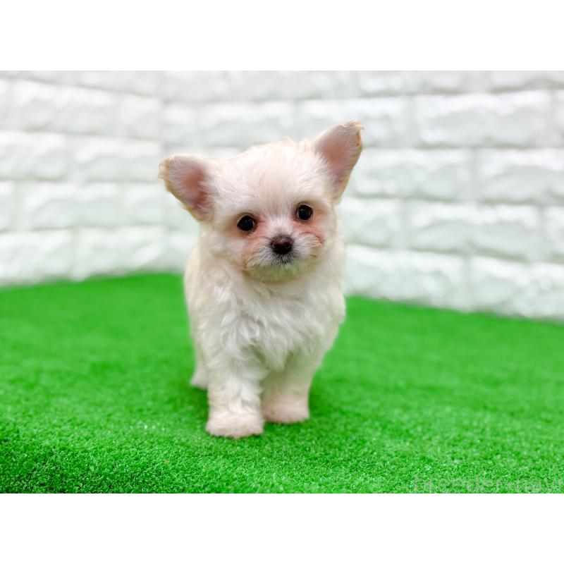 販売中の長崎県のミックス犬-432928の7枚目