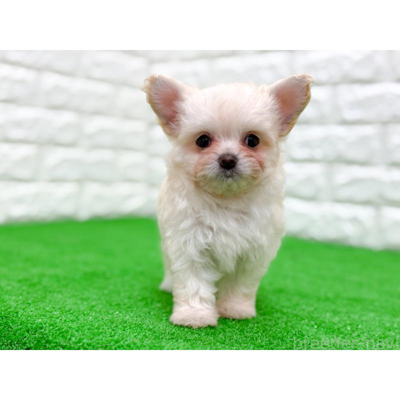 販売中の長崎県のミックス犬-432928の6枚目