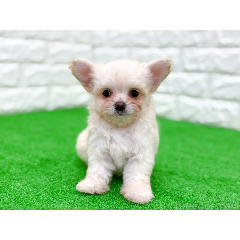 販売中の長崎県のミックス犬-432928の5枚目