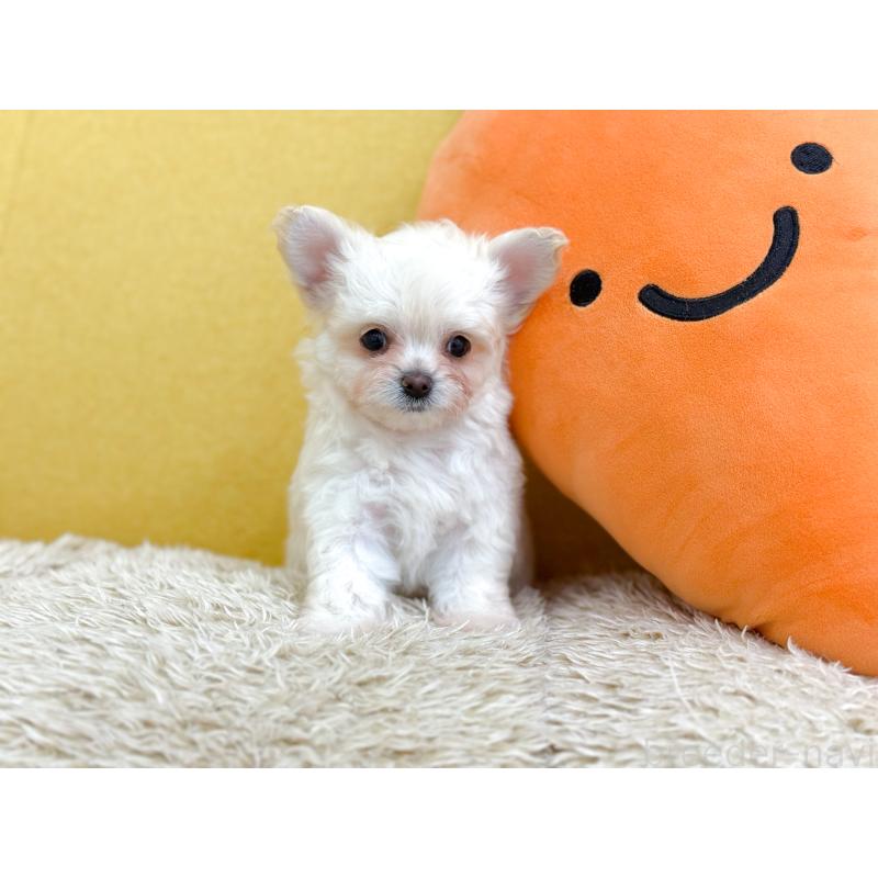 販売中の長崎県のミックス犬-432928の4枚目