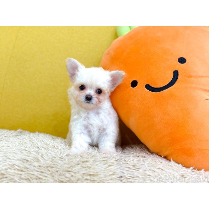 販売中の長崎県のミックス犬-432928の3枚目