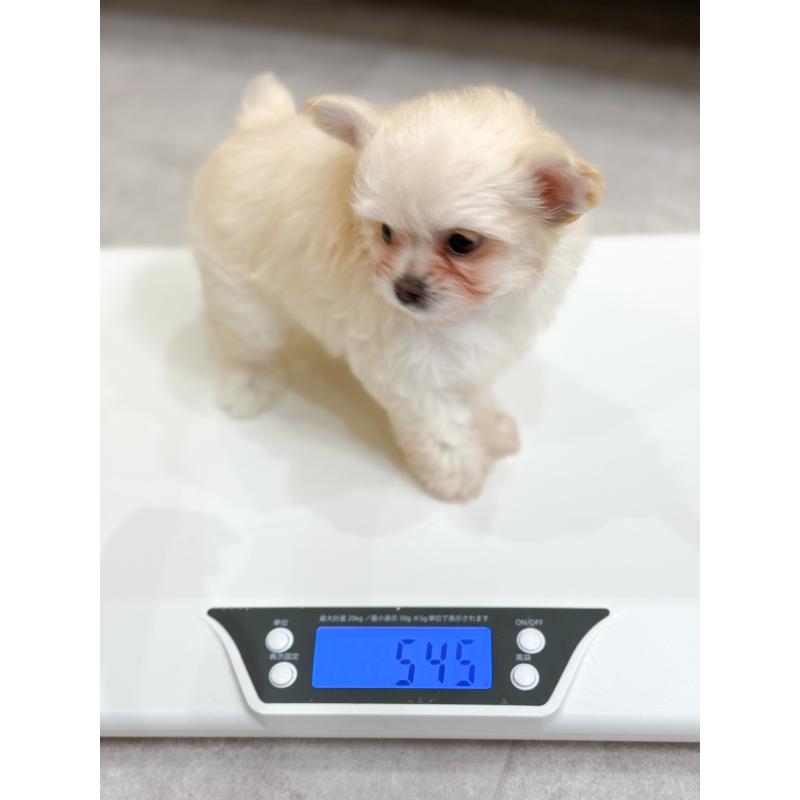 販売中の長崎県のミックス犬-432928の2枚目