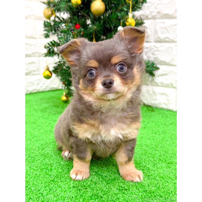 販売中の長崎県のチワワ(ロングコート)-432929の8枚目