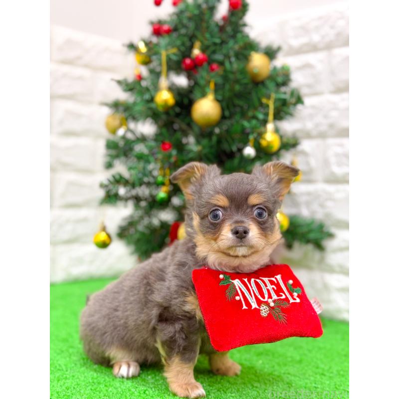 販売中の長崎県のチワワ(ロングコート)-432929の7枚目